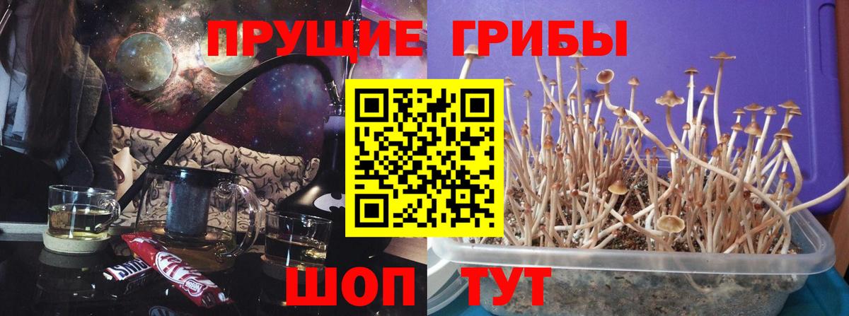 Псилоцибиновые грибы GOLDEN TEACHER Лысьва